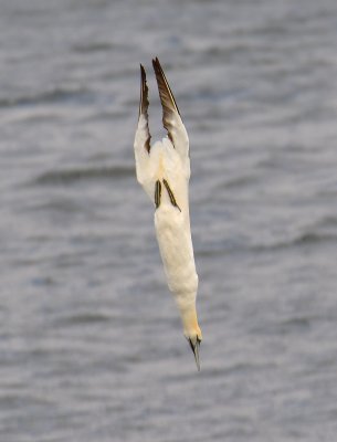 Gannet