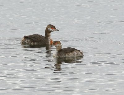 Skavonian Grebe