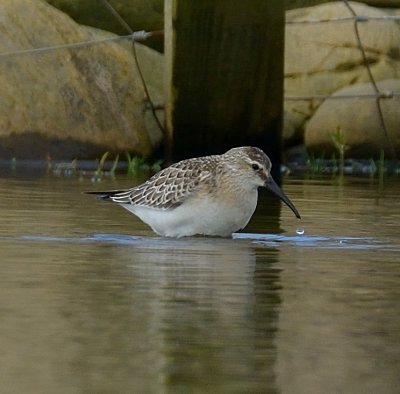 Curlew Sandpiper 