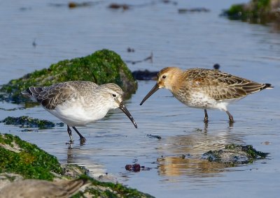 Curlew Sandpiper 