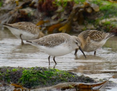 Curlew Sandpiper 