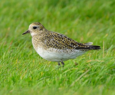 Golden Plover 