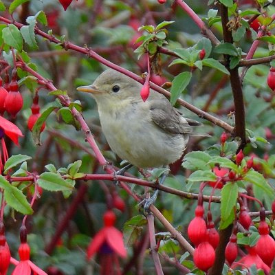 Icterine Warbler