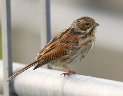 Reed Bunting