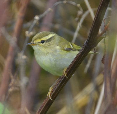 Yellow-browed Warbler 
