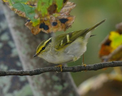 Pallas's Warbler