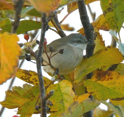 Lesser Whitethroat