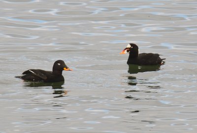 Surf Scoter