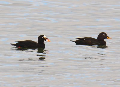 Surf Scoter