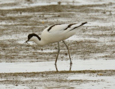 Avocet 