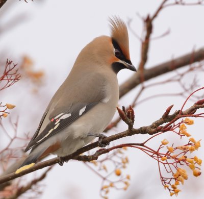 Waxwing