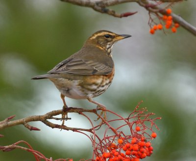 Redwing