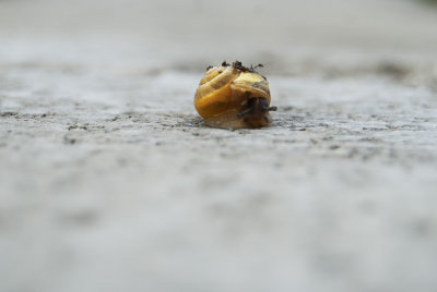 My snails
