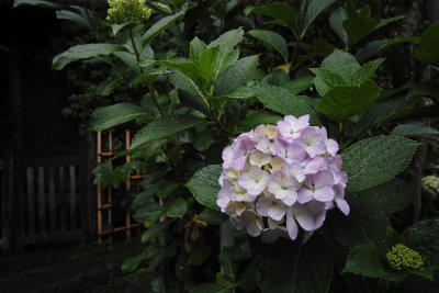 hydrangea in kamakura 2011 #1 