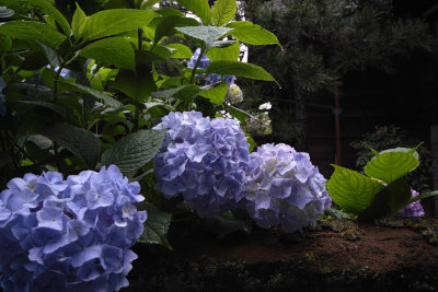 hydrangea in kamakura 2011 #7