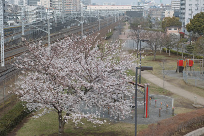 Cherry blossom 2013 #38