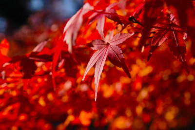 scarlet maple leaves 2011