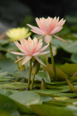 Water Lily #2
