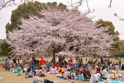 Cherry blossom 2011 #8