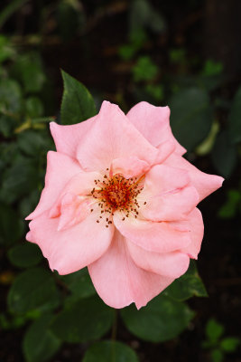 Pinky Rose #2