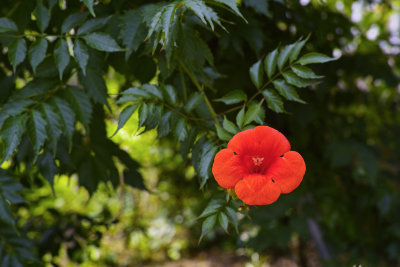 Chinese trumpet creeper