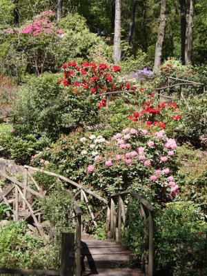Rhododendron Splendor