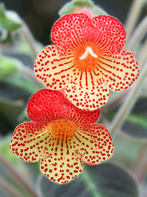 Kohleria hybrid flowers