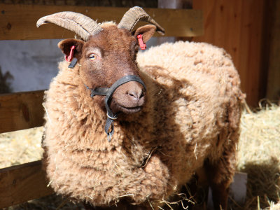 Warm and Woolly in the Spring Sunshine