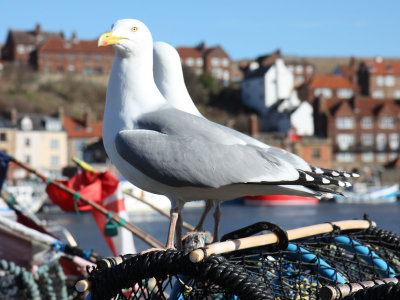 Herring Gulls, Whitby Harbour