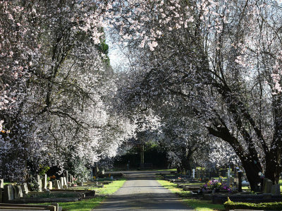 Avenue of Blackthorn Blossom