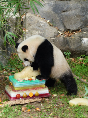 Bao Bao's 2nd Birthday, Washington Zoo