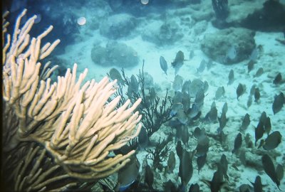 Reef fish and coral near Baradal Island