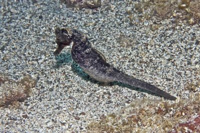 Longsnout Seahorse