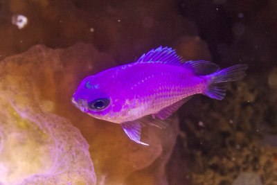Purple Reeffish (Juvenile)