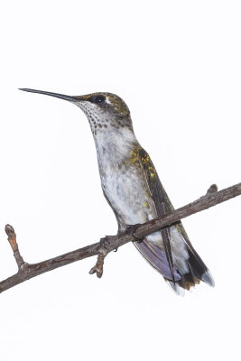 Humming Birds