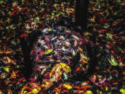 cornucopia