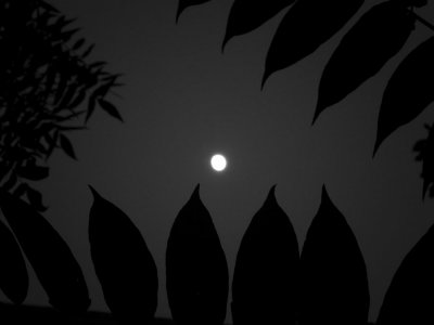 moon leavings