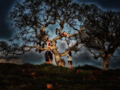 Our ladies of the tree