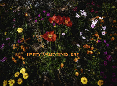 Happy Valentines Day