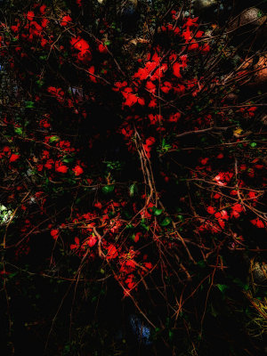 floating leaves