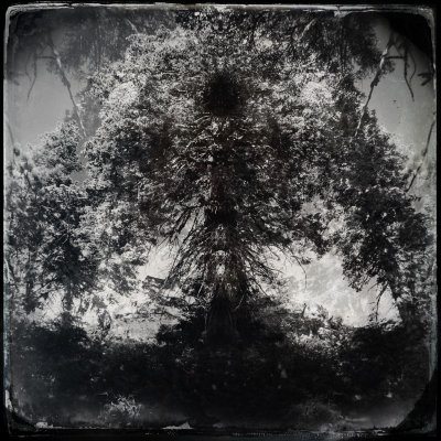 shaman tree