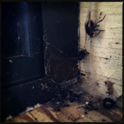 hanging out in the outhouse