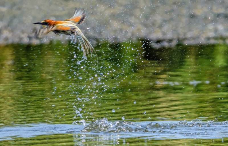 Taking a morning bath