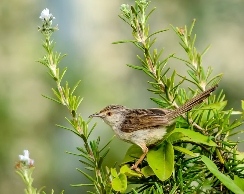 Graceful Prinia