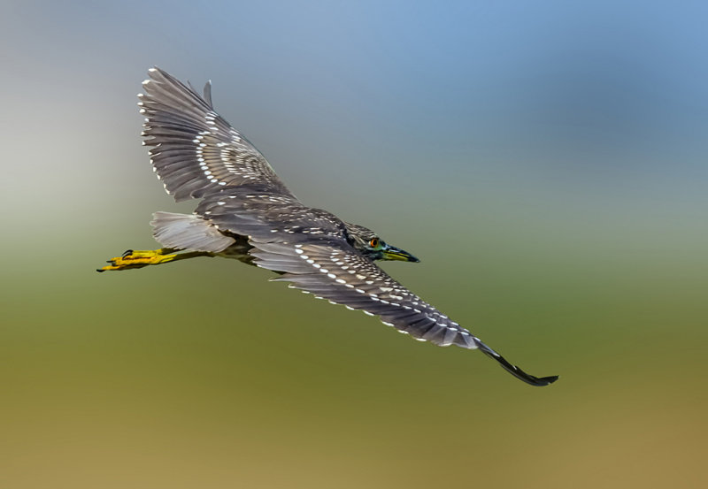 Crossing the sky