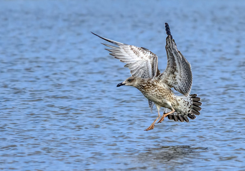 Dancing on the water