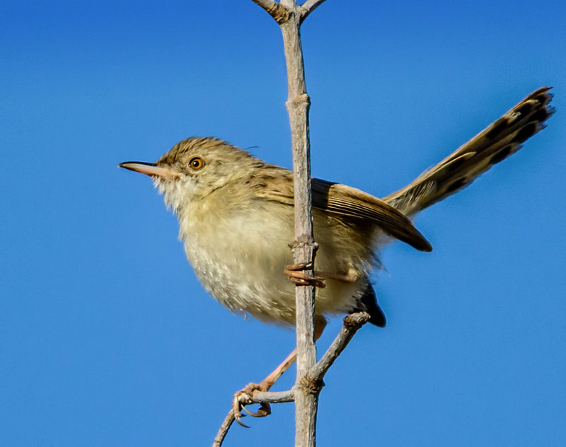 (indeed) Graceful Prinia