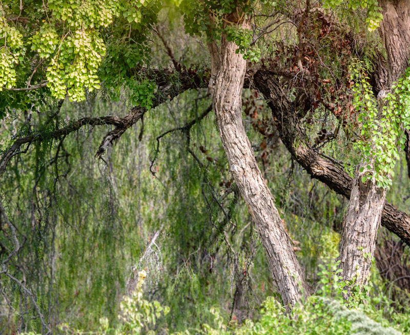 The Forest