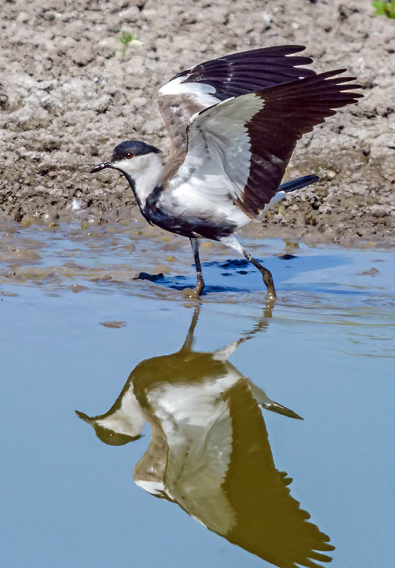 Spur-winged Lapwing playing in the mud