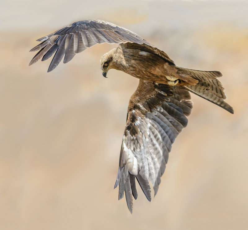 Black kite